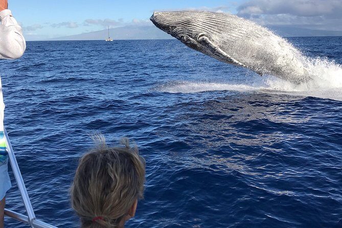 Small-Group Whale Watching Adventure - What to Expect from Your Maui Whale Watching Tour