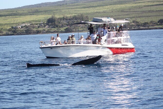 Small-Group Whale Watching Adventure - The Experience and the Crew: What Really Sets It Apart