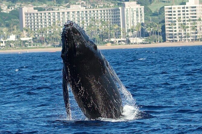 Small-Group Whale Watching Adventure - Who Is This Tour Best For?
