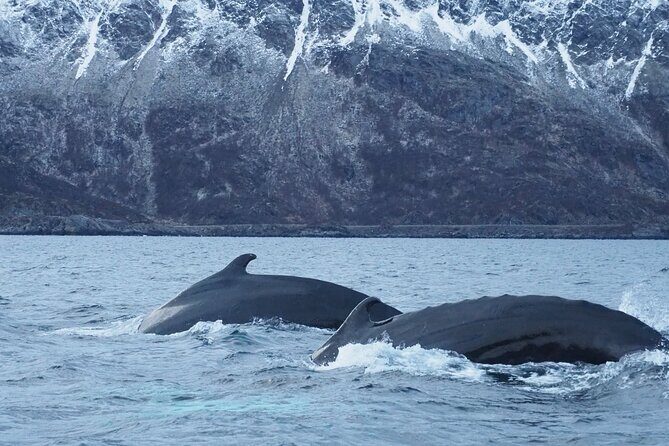 Small group Whale watching - Key Points