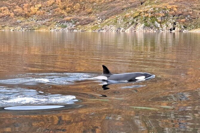 Small group Whale watching - Who Should Consider This Tour?