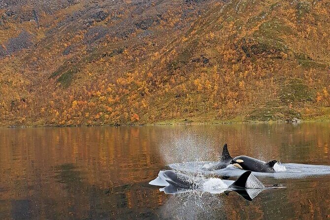 Small group Whale watching - FAQs