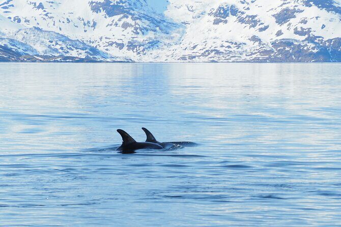 Small group Whale watching - Final Thoughts