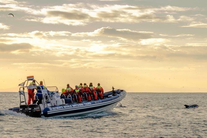 Small-group Whale Watching in the Midnight Sun from Reykjavík - Comfort & Safety