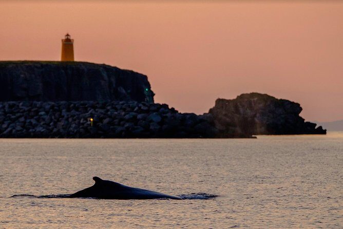 Small-group Whale Watching in the Midnight Sun from Reykjavík - Price & Value