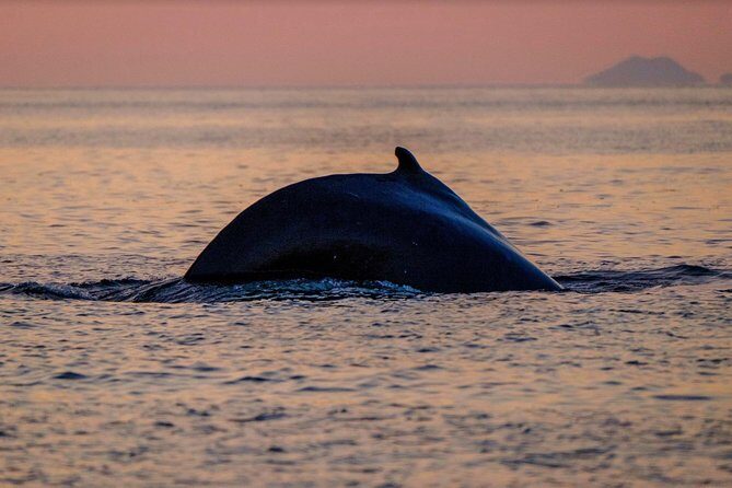 Small-group Whale Watching in the Midnight Sun from Reykjavík - Who Should Consider This Tour?