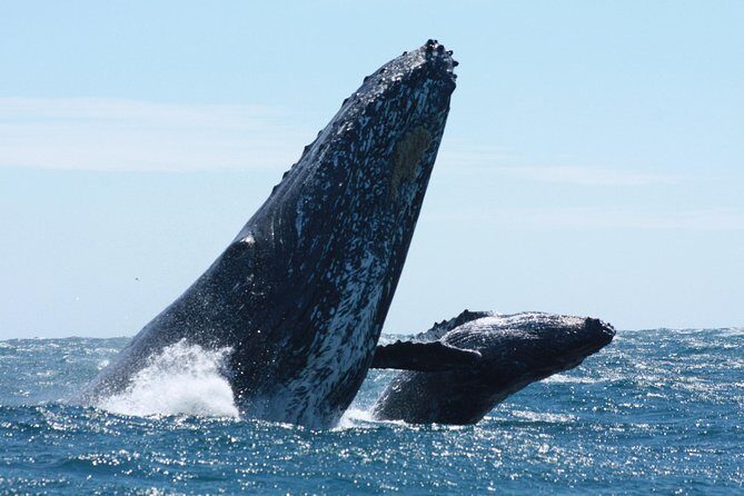 Small-Group Whale Watching Zodiac Boat Cruise in Cabo San Lucas - What to Expect from the Itinerary