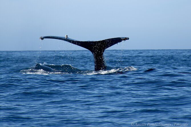 Small-Group Whale Watching Zodiac Boat Cruise in Cabo San Lucas - FAQ