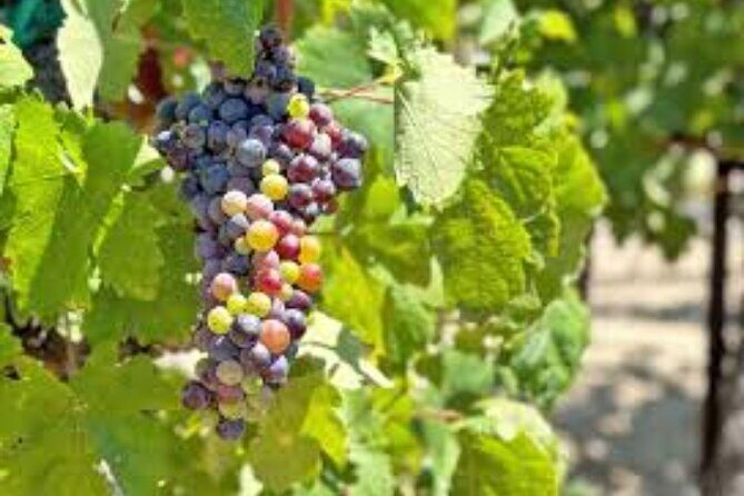 Small Group Wine Tour to Temecula from Los Angeles - FAQs