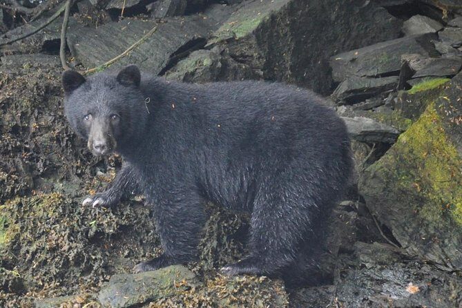 Small-Group Zodiac Wilderness Adventure from Ketchikan - The Real Traveller Perspective