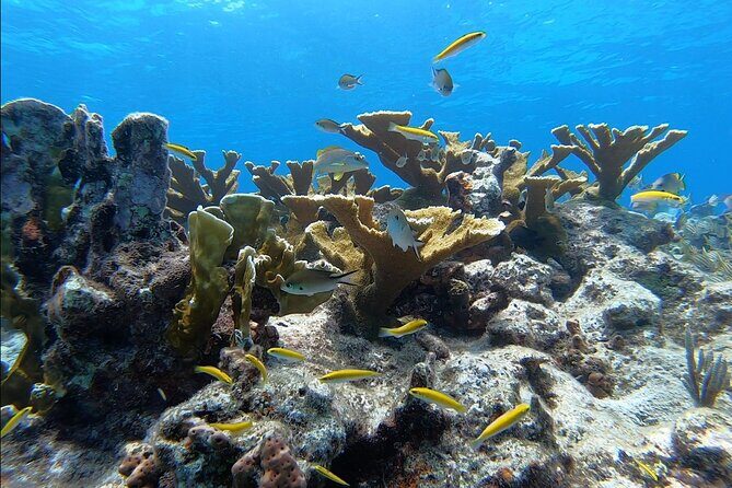 Small - Guided Shallow 2 Tank Dive Experience in Key Largo ALL GEAR INCLUDED - How the Pricing Reflects Value