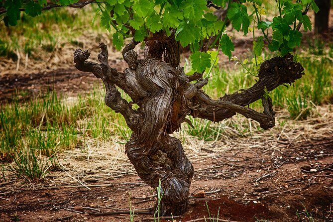 Small Tour Barossa Valley Voyager Tour from Adelaide - FAQs