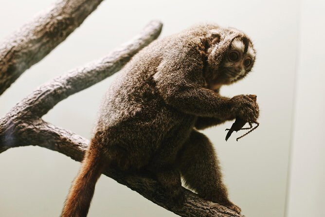 Smithsonian Museum of Natural History - Exclusive Guided Tour - FAQ