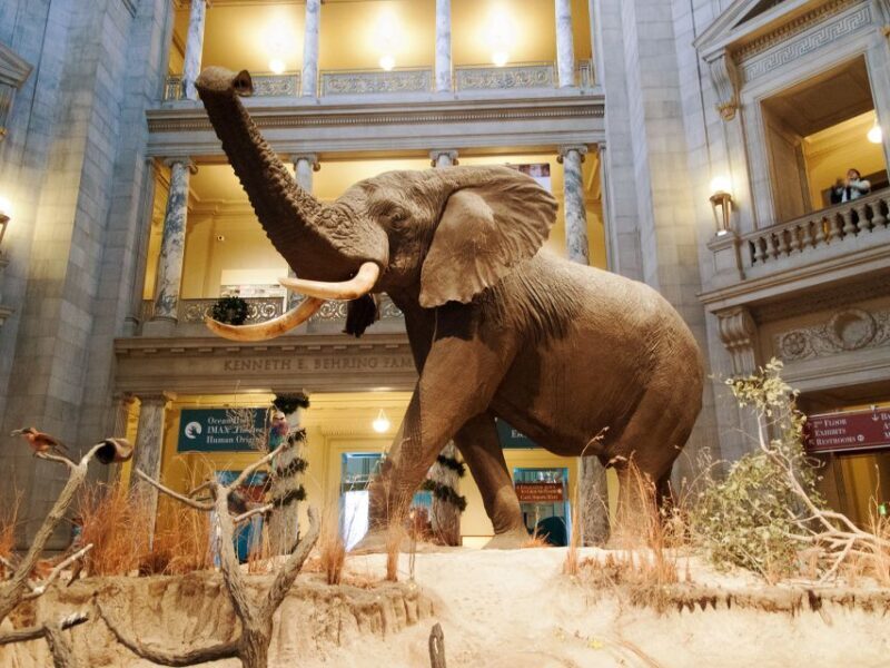 Smithsonian Natural History + Museum of American History 8pp - Who Would Love This Tour?