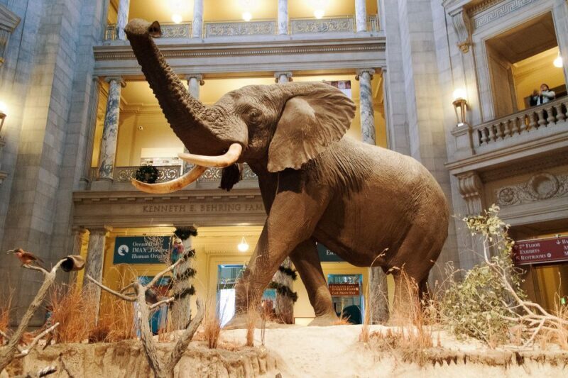 Smithsonian Natural History Museum Tour Semi-Private 8ppl - Key Points