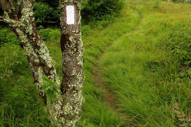 Smoky Mountain Guided Scenic High Van Tour - The Practical Details