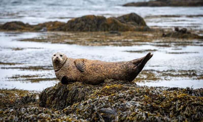 Snæfellsnes Peninsula Tour: Seals & Coastal Highlights - The Food & Drink Experience