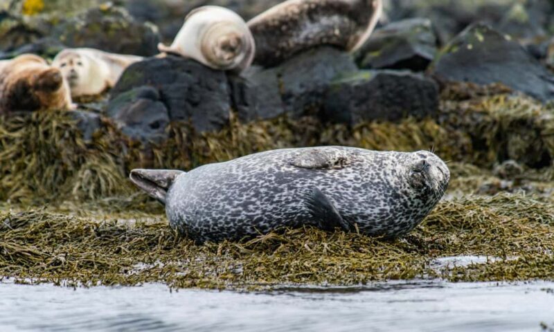 Snæfellsnes Peninsula Tour: Seals & Coastal Highlights - FAQ