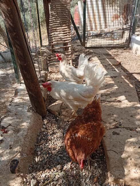 Snail and olive farm tour with table olives & homemade sweet - A Genuine Look at the Snail and Olive Farm Tour Near Heraklion