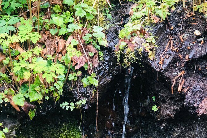 Snoqualmie falls and Twin Falls Hike - Who Will Love This Tour?