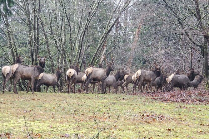 Snoqualmie Falls VIP Tour and Hiking Escape Up to 7 Passengers - FAQ