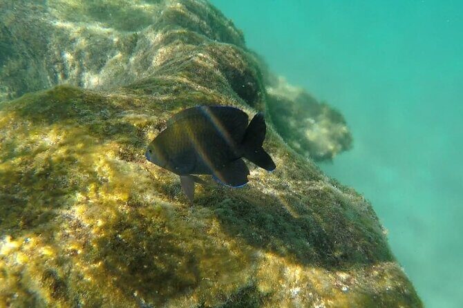 Snorkel Adventure at Cozumel! Transportation from Cancun & Playa Del Carmen - Is it Worth the Price?