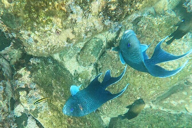 Snorkel Adventure in Marietas Islands or Punta Mita Reefs - Introduction