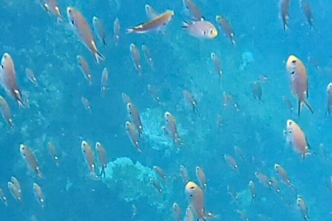 Snorkel Adventure in Marietas Islands or Punta Mita Reefs - Key Points