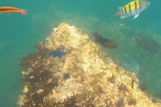 Snorkel Adventure in Marietas Islands or Punta Mita Reefs - The Highlights of Visiting Marietas Islands