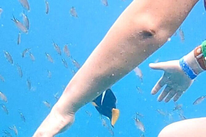 Snorkel Adventure in Marietas Islands or Punta Mita Reefs - Who Is This Tour Best For?