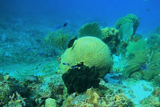 Snorkel along the coast, explore two reefs by Chivis del Mar - FAQ