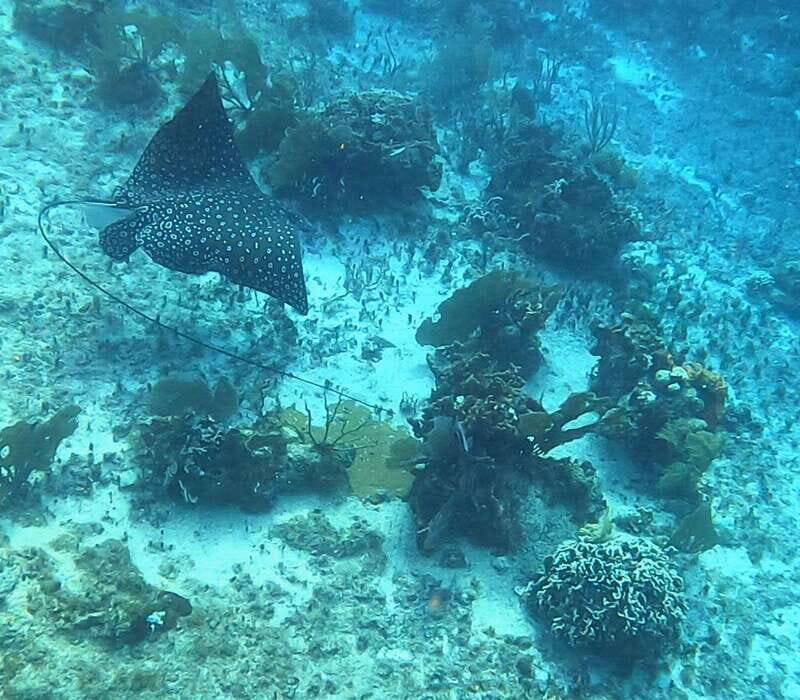 Snorkel along the coast with Chivis Del Mar. - What’s Included and What’s Not