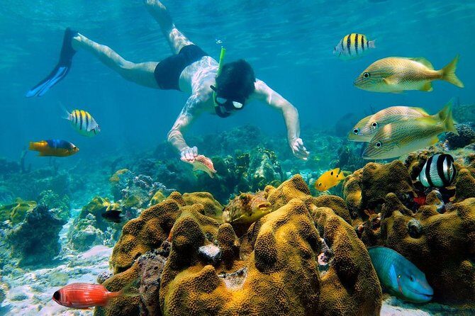 Snorkel and swim in Cozumel el Cielo Reef, Palancar and Colombia - An Overview of the Experience