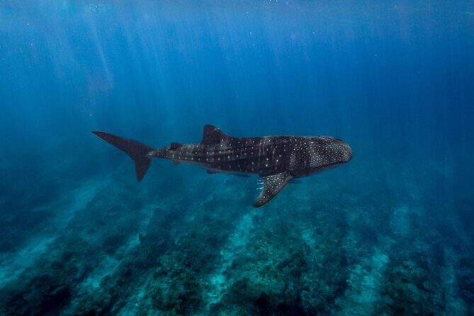 Snorkel and Swimming with Whale Shark in Cancun - Is This Tour Right for You?