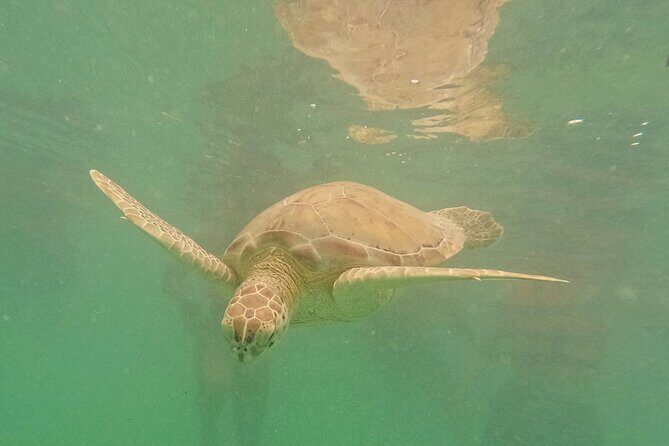 Snorkel Around Turtles in Akumal and Underground Cenote - Final Thoughts