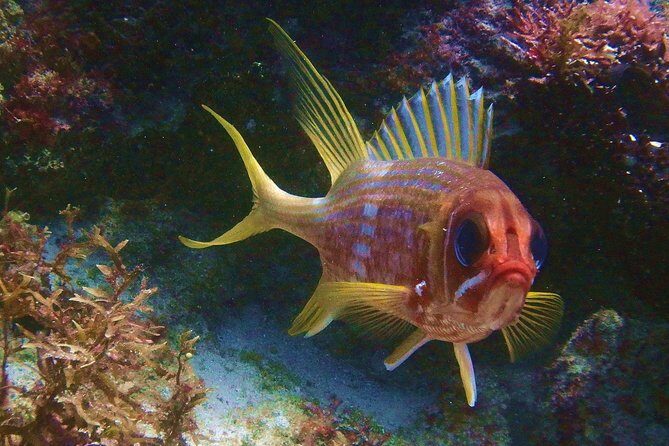 Snorkel at El Farito - The Lighthouse Reservation - Who This Tour Is Best For