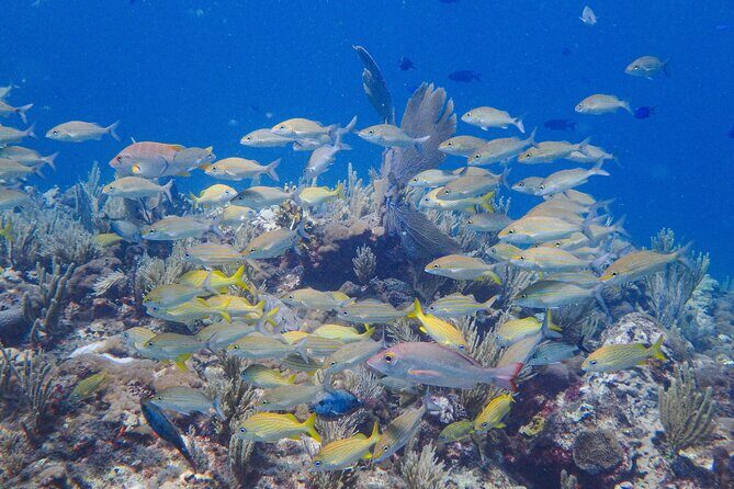 Snorkel at El Farito - The Lighthouse Reservation - FAQ