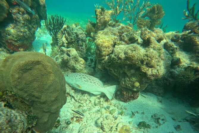 Snorkel at the Reef 2 HOURS Puerto Morelos National park - Potential Downsides