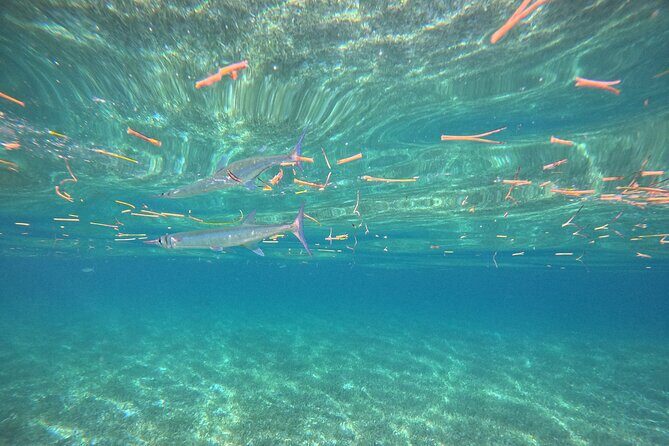 Snorkel at the Reef 2 HOURS Puerto Morelos National park - FAQs About Snorkel at the Reef Puerto Morelos