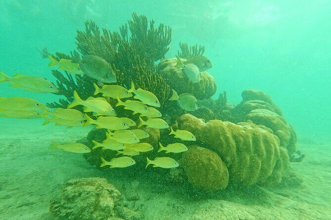 Snorkel at Turtle Habitat at Akumal from Playa del Carmen - What the Tour Entails: A Deep Dive into the Itinerary