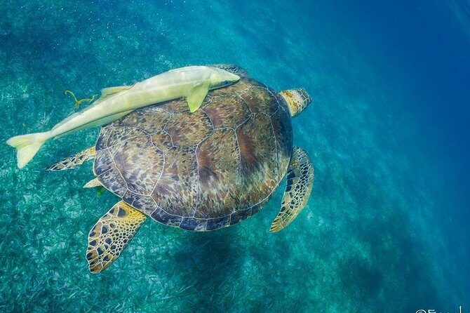 Snorkel boat tour in search of turtles - The Experience and Group Dynamics