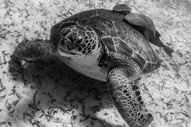 Snorkel boat tour in search of turtles - The Sum Up