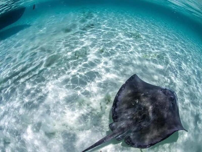 Snorkel in Cozumel and visit to El Cielo - Practical Tips for Making the Most of This Tour