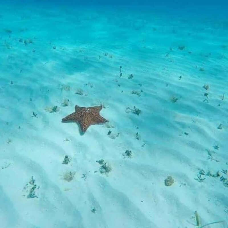 Snorkel in Cozumel and visit to El Cielo - Who Should Consider This Tour?