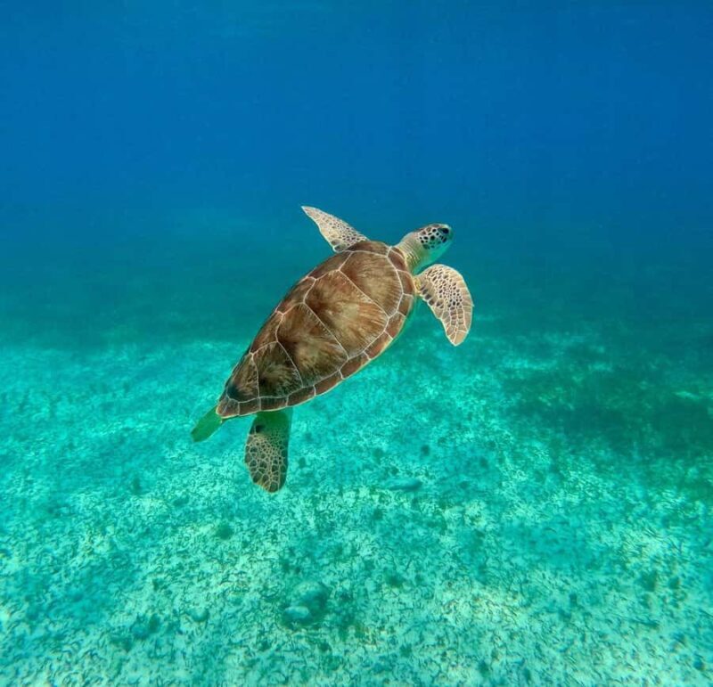 Snorkel in Cozumel and visit to El Cielo - FAQ