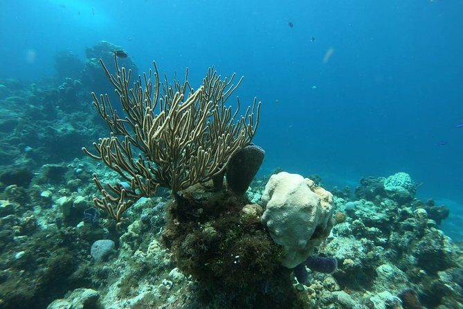 Snorkel In Cozumel! Boat Tour & Snorkel at 3 different Reefs - Practical Details and Tips