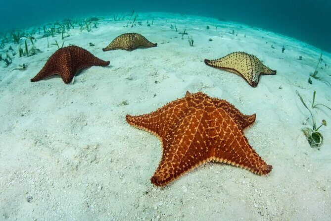 Snorkel In Cozumel! Boat Tour & Snorkel at 3 different Reefs - Final Thoughts