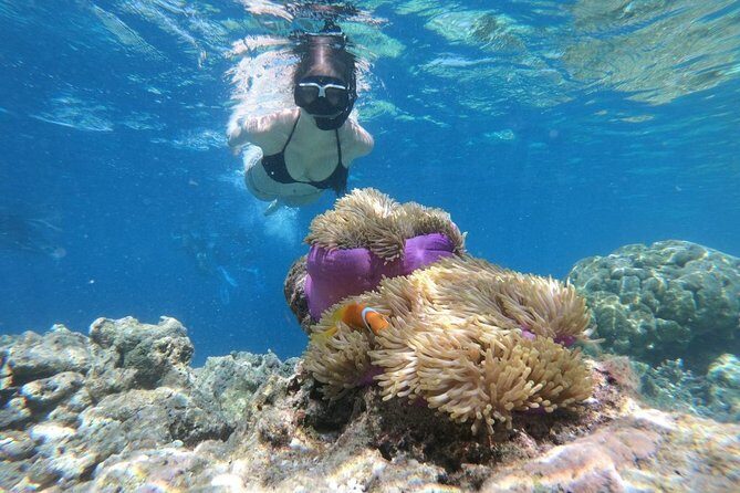 Snorkel in the second largest reef in the world Colorful tour in Puerto Morelos - FAQ