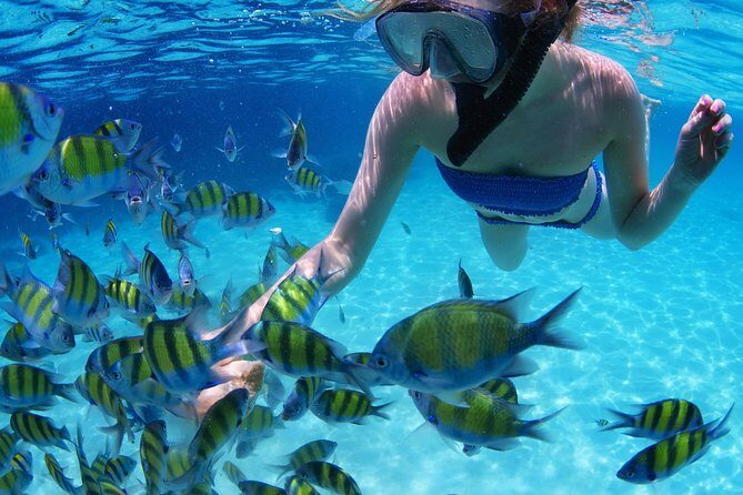 Snorkel in the turquoise Caribbean Sea in Puerto Morelos. Transport included - The Realities of This Tour