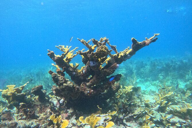 Snorkel Paradise Cancun 5 in 1 For Non Swimmers - Authentic Guests’ Experiences